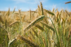 Drought contributed to the second worst winter cereals harvest of the last 105 years - July 2022