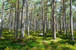 In 2016, the GVA of forestry decreased by 3.4% in value and 1.9% in volume. In 2017 the surplus balance of the trade of products of forest origin remained at around 2.5 billion euros