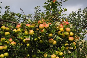 Boas perspetivas para as produções de pomares e vinhas