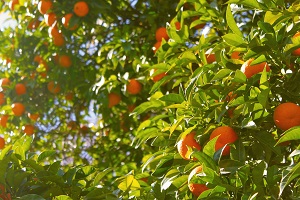 In a campaign marked by unfavorable climatic conditions, record orange production and olive oil production exceeding 1 million hectoliters were exceptions in the agricultural year 2017/18