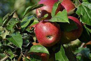 Historically high apple production