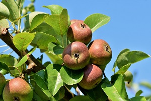 Campanha pouco produtiva nas fruteiras