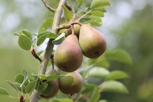 Boas perspetivas para a campanha frutícola