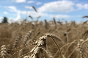 All-time mininum production of winter cereals