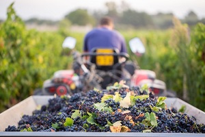 Produção de vinho atinge 7,3 milhões de hectolitros, a maior desde 2006