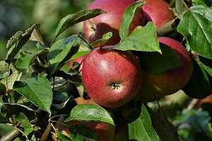 Produção de maçã com registo historicamente elevado